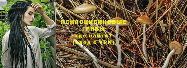 apvp Алзамай